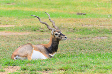 Young gazelle in profile.
