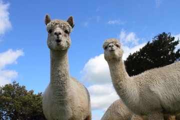 Alpacas