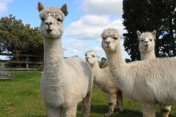 Alpacas