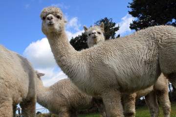 Alpacas