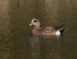 American Wigeon