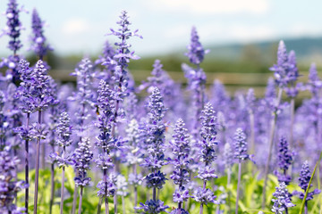 blurred violet flowers on field, lavender flowers background