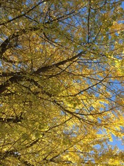 Vibrant Golden Ginkgo leaves in Japan