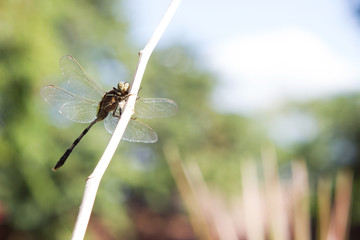 Dragonfly outdoor.
