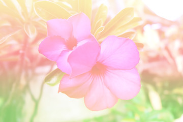 Flower on a soft blurred background pastel tone