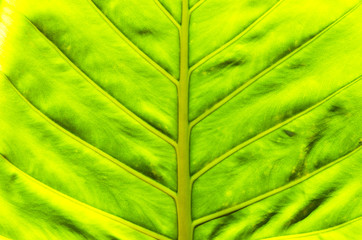Fine green leaf texture