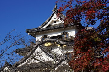 Fototapeta premium 彦根城