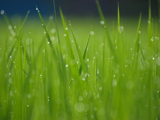 朝露光る稲