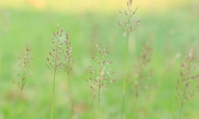Gold beard grass. Chrysopogon aciculatus (Retz.) Trin.