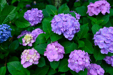 Hydrangeas at Hakusan Shrine in Tokyo