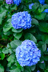 Obraz premium Hydrangeas at Hakusan Shrine in Tokyo