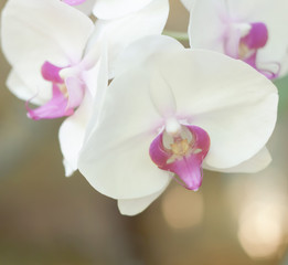 Fototapeta na wymiar White Orchid