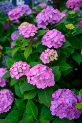 Obraz premium Hydrangeas at Hakusan Shrine in Tokyo