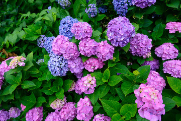 Hydrangeas at Hakusan Shrine in Tokyo