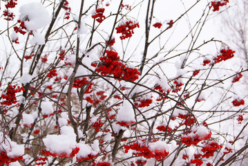 Rowan tree under the icy cap of white snow