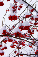 Rowan tree under the icy cap of white snow