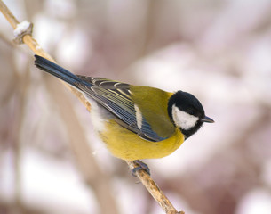 Tit sitting on a snow branch watching
