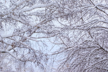 Fototapeta na wymiar Snow-covered trees in a forest in winter background