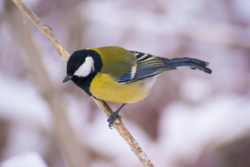 Tit sitting on a snow branch watching