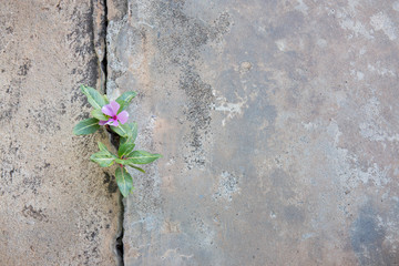 Plant growing through crack in pavement..