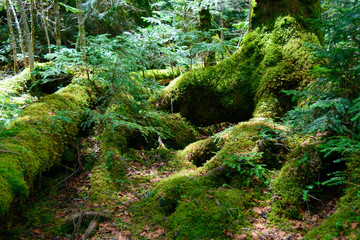 Moss and virgin forest at Yachiho highlands in Sakuho town, Nagano, Japan