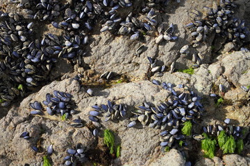 Mussels