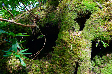 Moss and virgin forest at Yachiho highlands in Sakuho town, Nagano, Japan