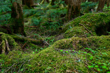 Moss and virgin forest at Yachiho highlands in Sakuho town, Nagano, Japan