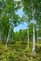 Obraz premium Japanese Azalea and Birch forest at Yachiho highlands in Sakuho town, Nagano, Japan