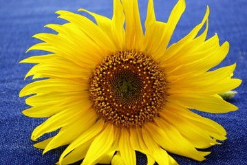 sunflower,