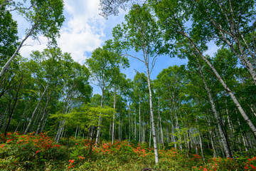 Fototapeta premium Japanese Azalea and Birch forest at Yachiho highlands in Sakuho town, Nagano, Japan