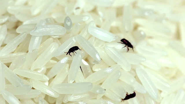 Weevil destroyed rice