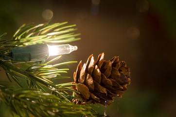 Pine Cone and Christmas Light on Tree