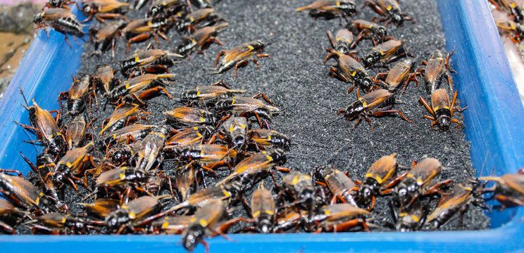 Crickets In Industrial Farm