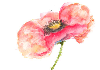 Single red poppy flower on white, Acrylic color painting