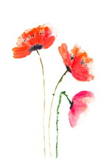 Red poppy flowers on white, Acrylic color painting