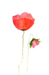 Red poppy flowers on white, Acrylic color painting