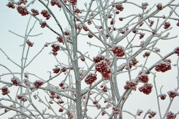 Frozen red rowan berry tree under white frost cold winter day