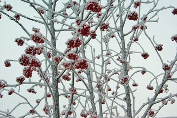 Frozen red rowan berry tree under white frost cold winter day