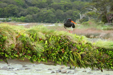 Oystercatcher