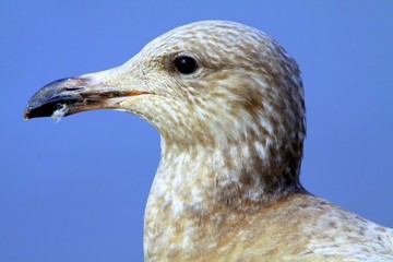 gull portrait