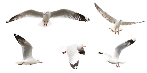 Fototapeta premium Flying Sea Gulls set, isolated on white background