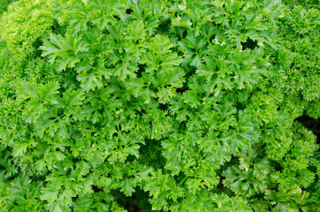 parsley .