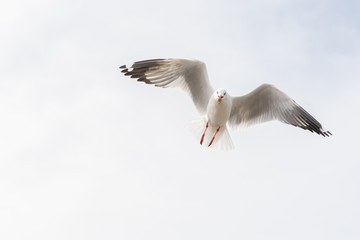seagull eating biscuit