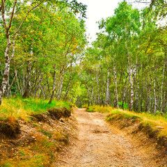 Fototapeta premium Dirt Road