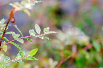 raindrops on fresh green leaves after rain fall