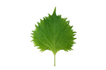 Perilla leaf