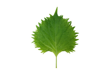Fototapeta premium Perilla leaf
