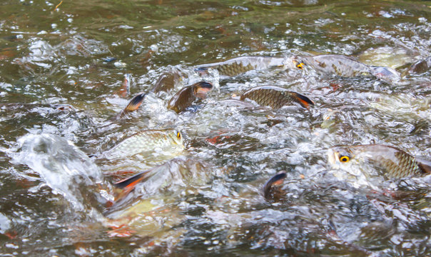 Silver barb fish bustle eat feed in farm