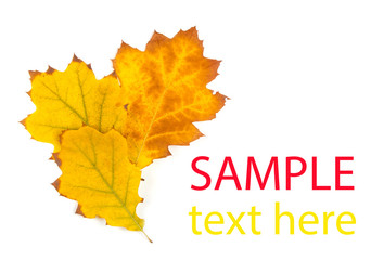 autumn maple leaf isolated